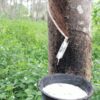 milking rubber tree