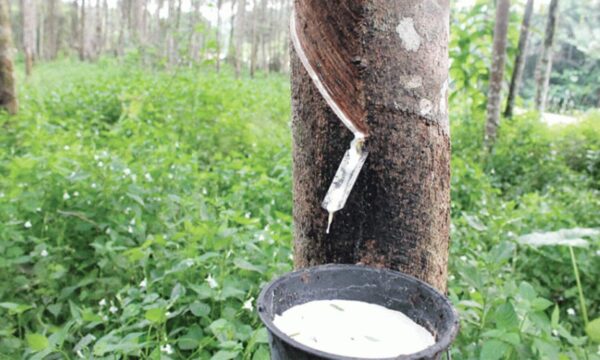 milking rubber tree